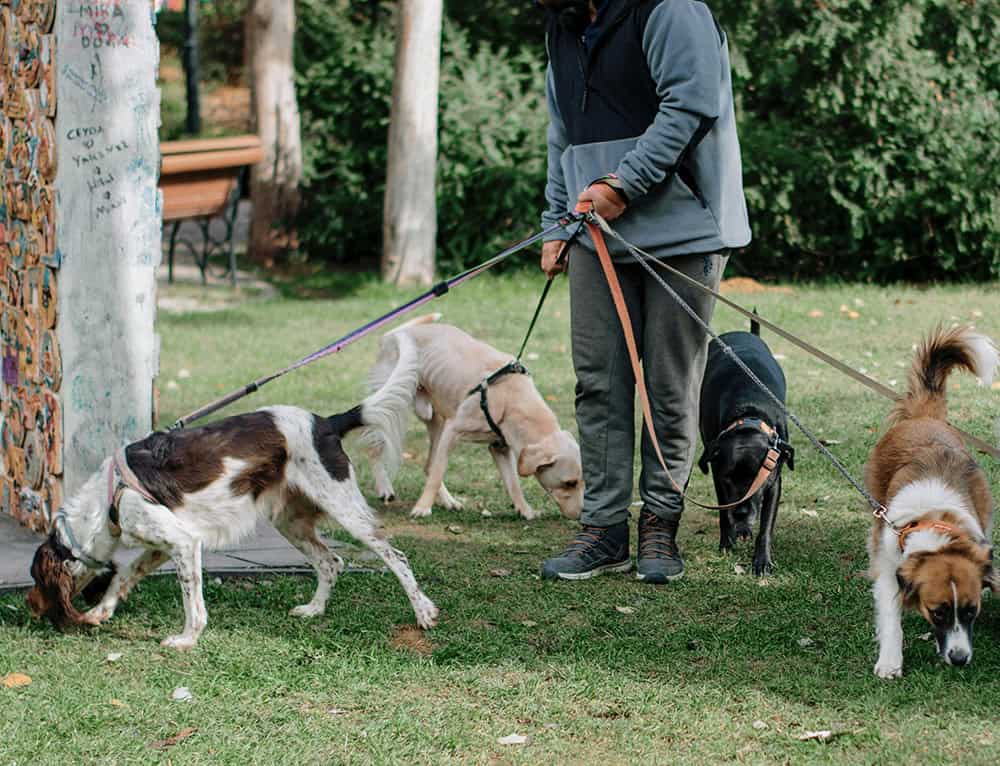 Dog Walker